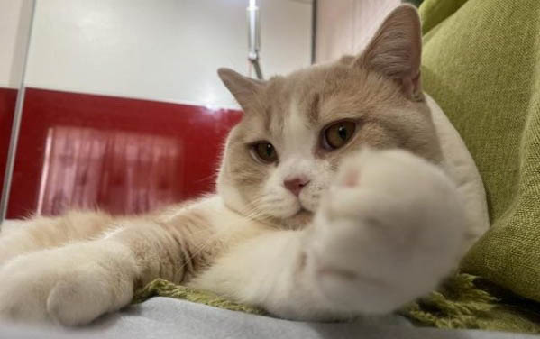小猫的特点，猫的生活习性