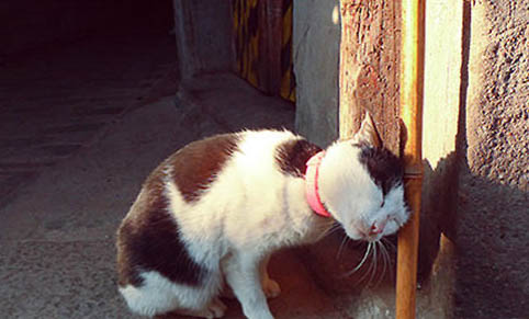 猫咪夏天怕不怕热