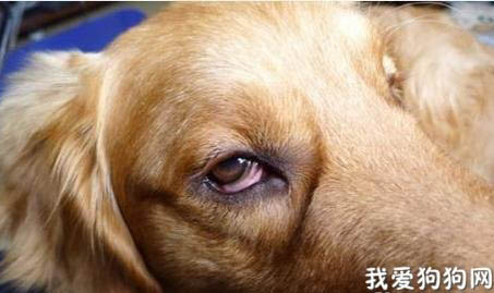 狗狗鼻子褪色的原因是什么？