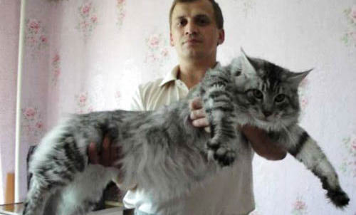 缅因猫体长多少厘米