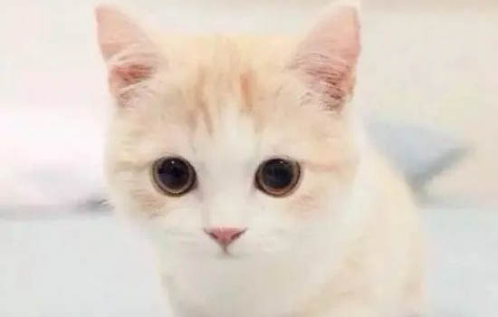 小猫每天睡多久