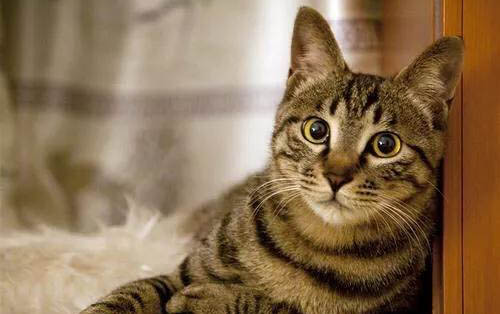猫咪可以吃蓝莓吗