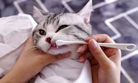 猫咪不吃东西呕吐黄水怎么回事