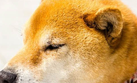 狗狗驱虫药喂多了会怎么样吗