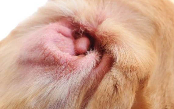 为啥有的狗怀孕65天还不生