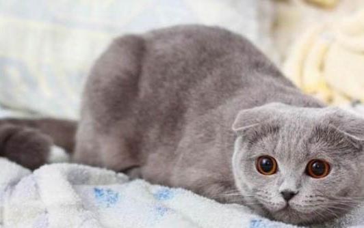 折耳猫发病的症状有哪些