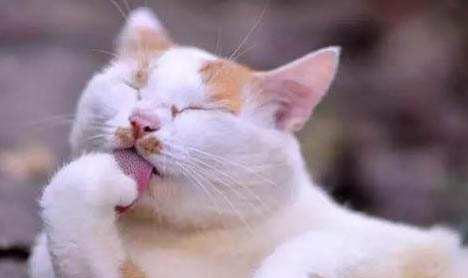 请问猫咪呕吐的原因及处理方法?