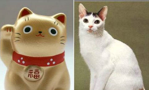 猫全身无力一直躺着