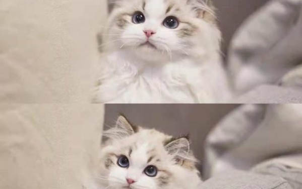 猫咪声音沙哑怎么治疗