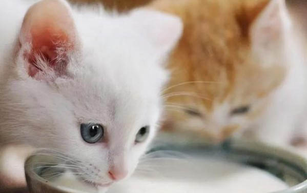小猫到新家的应激反应有哪些表现