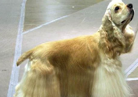 可卡犬的缺点有哪些