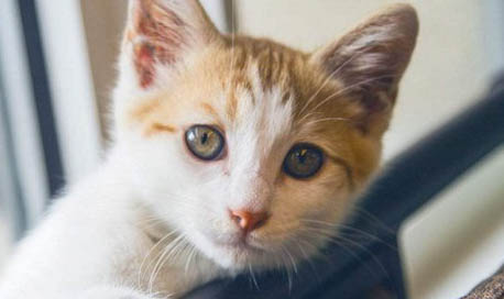 猫咪厌食症有哪些症状