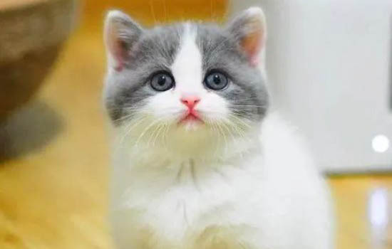 英短猫猫眼睛为什么会流眼泪?