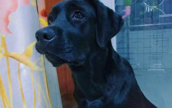 狗狗细小大便失禁