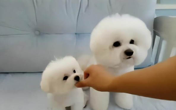 狗狗呕吐的原因有哪些