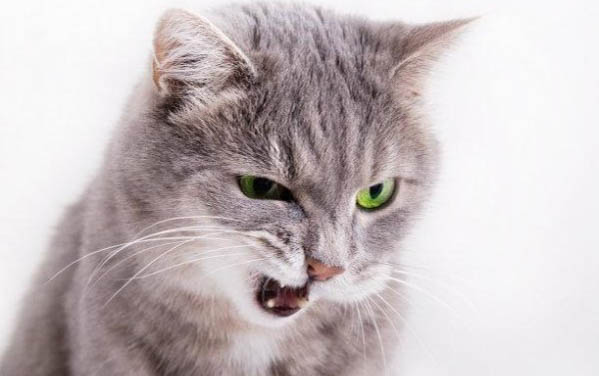 猫有皮屑一定是猫癣吗