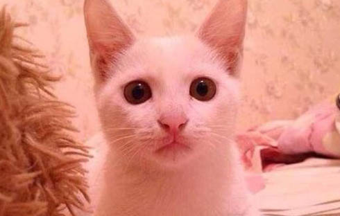 2个月的猫咪相当于几岁的人