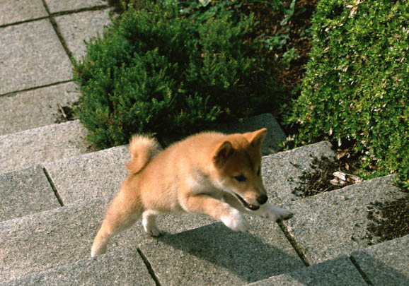 柴犬可以吃芝士嘛