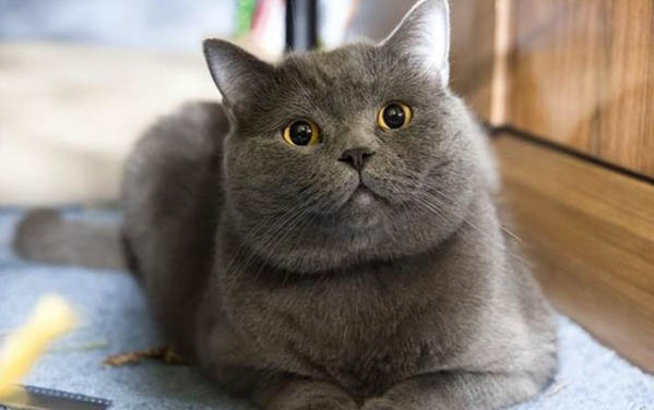 刚出生两个月的小猫身上有跳蚤怎么办