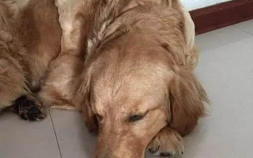 狗狗热死的症状有哪些