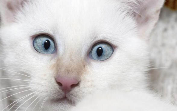 猫咪放屁正常吗