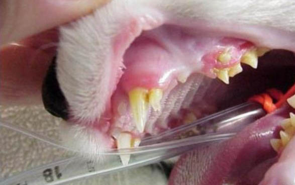 猫吃阿莫西林中毒的症状