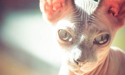 猫咪能吃和不能吃的食物