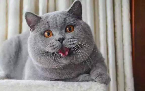 请问猫咪呕吐的原因及处理方法?