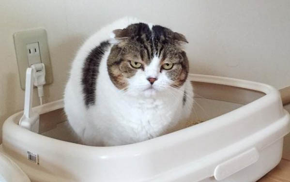 猫怀孕多久生