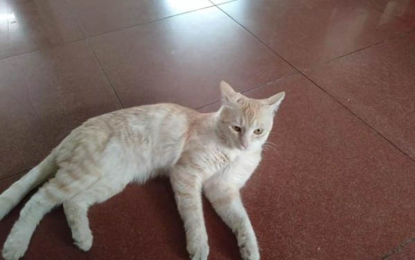 猫咪意外怀孕怎么办