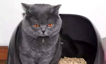 怎么给猫拆线