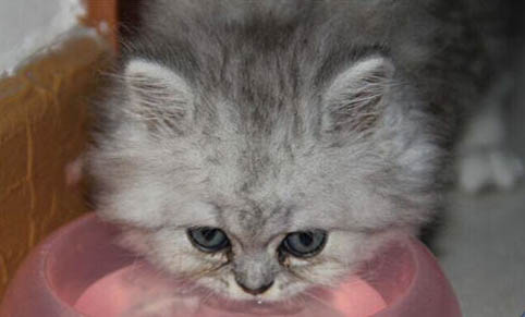 猫咪眼睛上方皮肤发红掉毛
