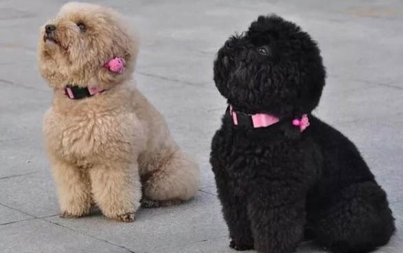 狗治疗肠炎都有什么药