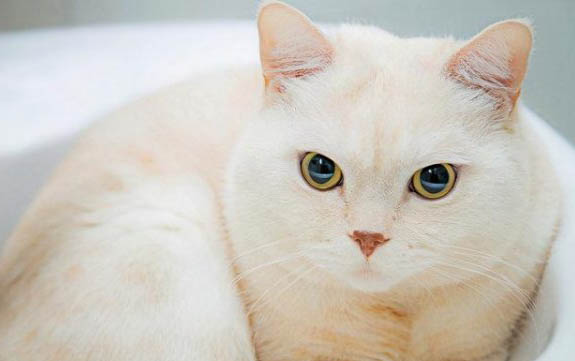 猫为什么会吐黄水