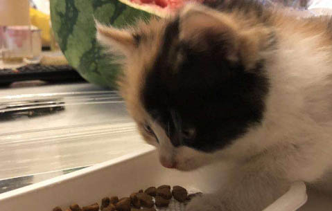 一袋猫粮能吃多久