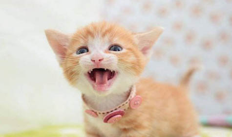 猫咪能吃红薯吗