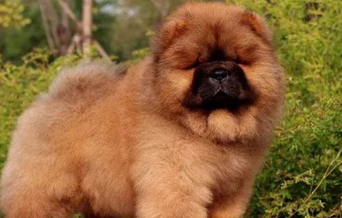 熊狮犬和松狮犬哪个好