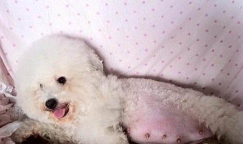 哪里有比熊犬舍