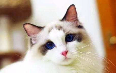 猫咪软骨病早期症状