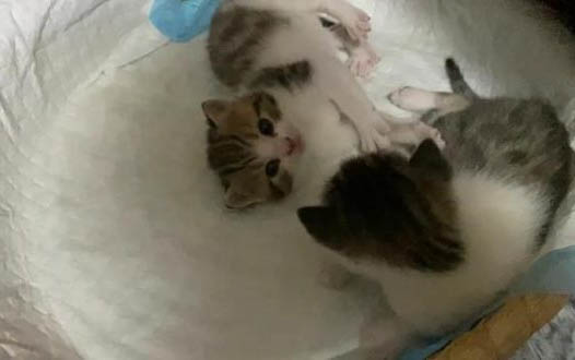 猫尿频消瘦胃口差原因