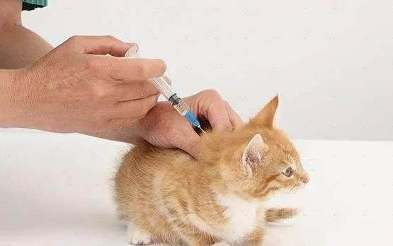 猫感冒发烧会传染狗吗