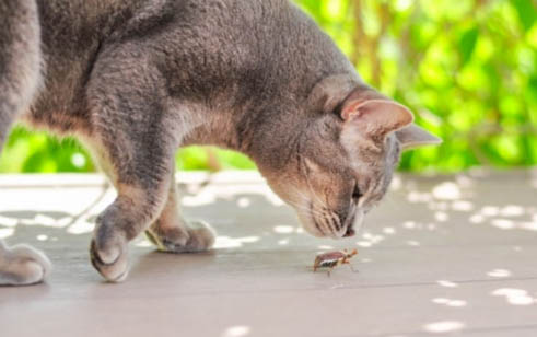 猫咪配种成功后的症状