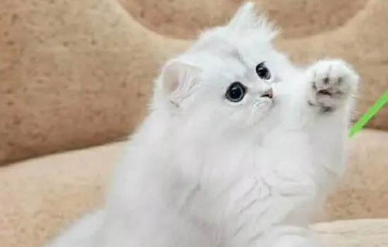 猫咪被门夹了能恢复么