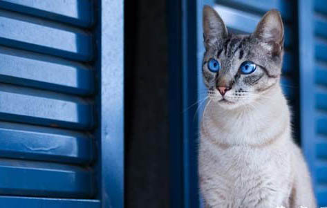 猫咪便便软正常吗