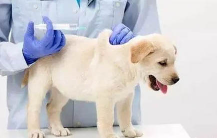 幼犬总叫怎么办