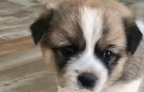 棕色边牧羊犬图片大全