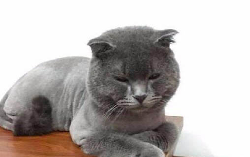 猫咪耳朵里的耳螨怎么除