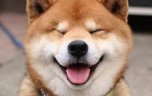泰迪一直打喷嚏发抖怎么办