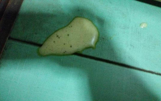 狗狗打疫苗多少钱