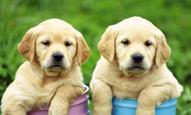 棉花面纱犬哪里有卖